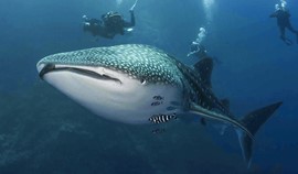 The emergence of the peaceful whale shark, Bahloul, in the Red Sea Photo